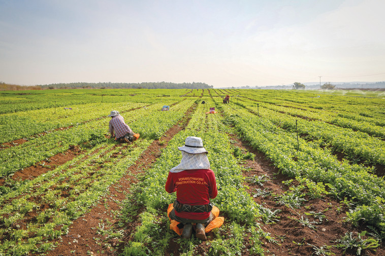 חקלאים באזור בית שמש