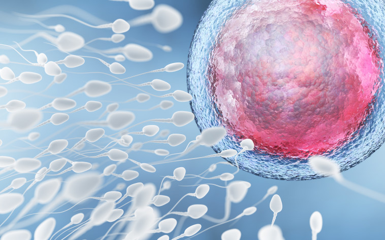 הפריה, אילוסטרציה