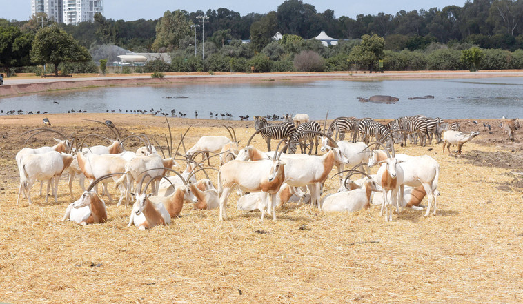 הספארי ברמת גן. ישוב לפעול?