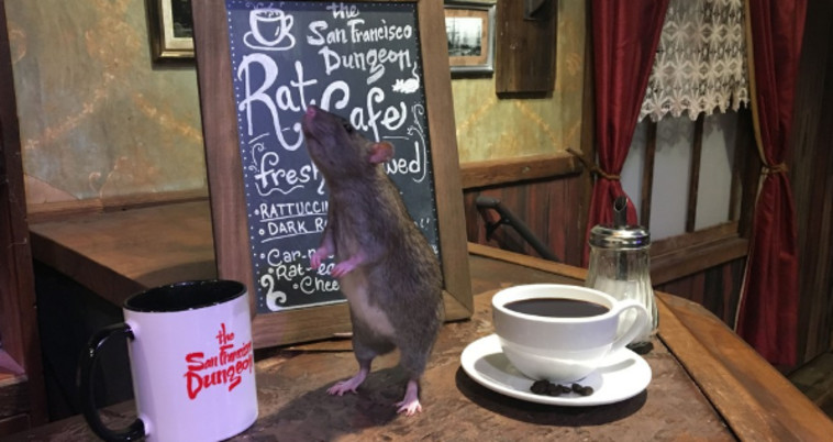 בבית הקפה הזה תוכלו להנות מחברת עכברושים  ואף לאמץ אותם. טוויטר