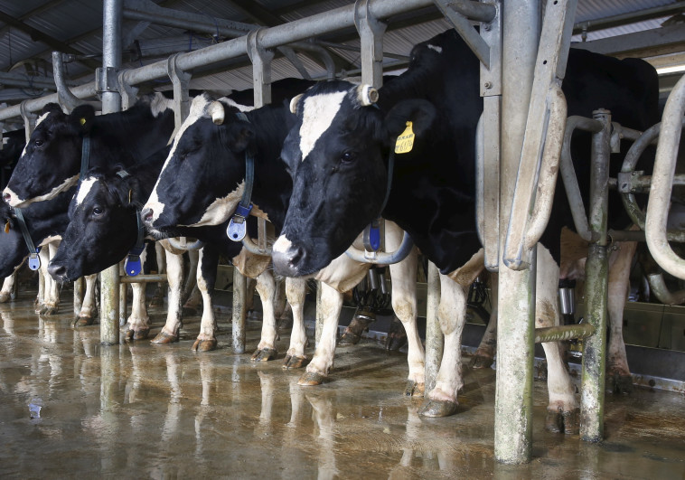 פרות ברפת, תעשיית החלב. צילום: רויטרס