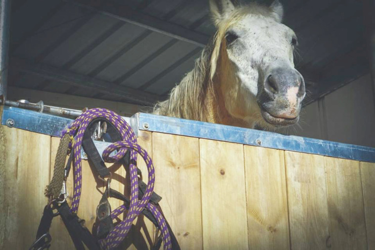 צילום: מלאכי פומרנץ