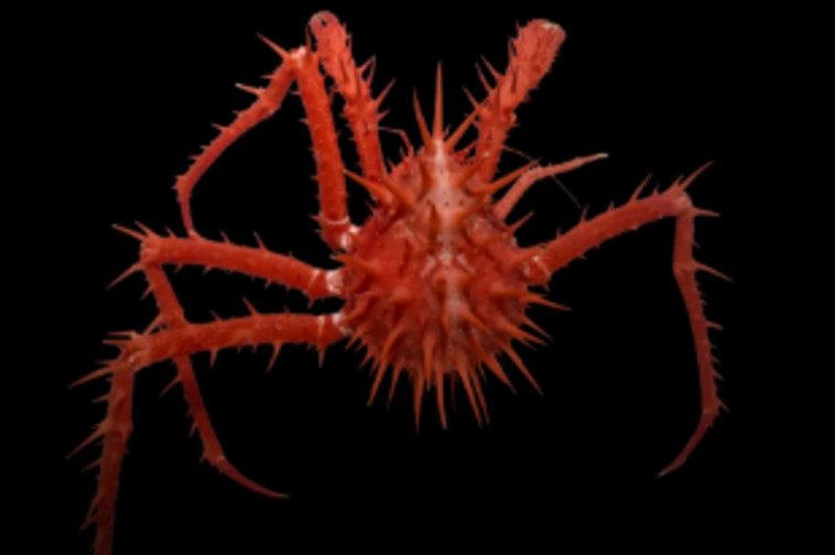 נראה כמו עכביש ימי עם קוצים. סרטן אדום קוצני. צילום מסך
