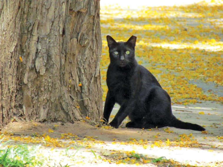 חתול שחור דמוי פנתר בעל עיניים בורקות מביט אליי במבט מקפיא. צילום: נתן זהבי