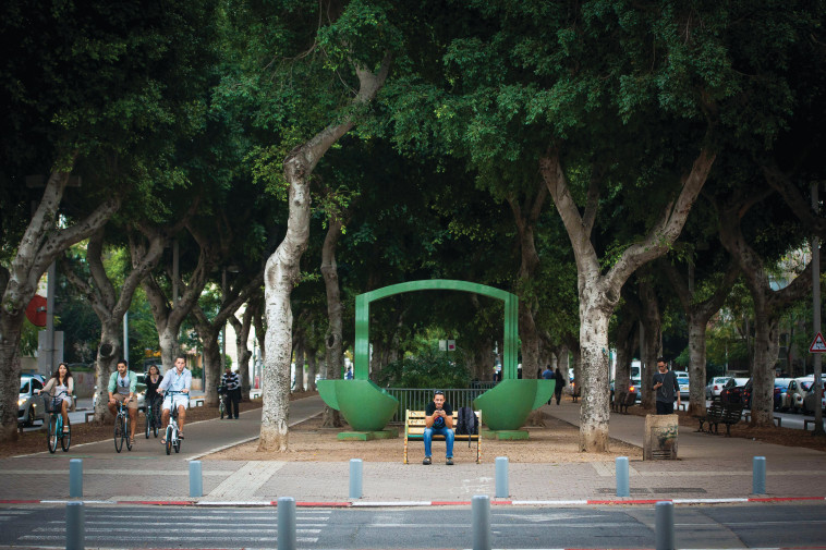 עצי פיקוס בשדרות רוטשילד בתל אביב (צילום: פלאש 90)