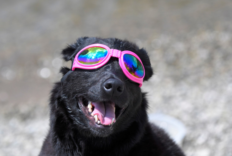 כלב חובש משקפי מגן לליקוי החמה. צילום: רויטרס