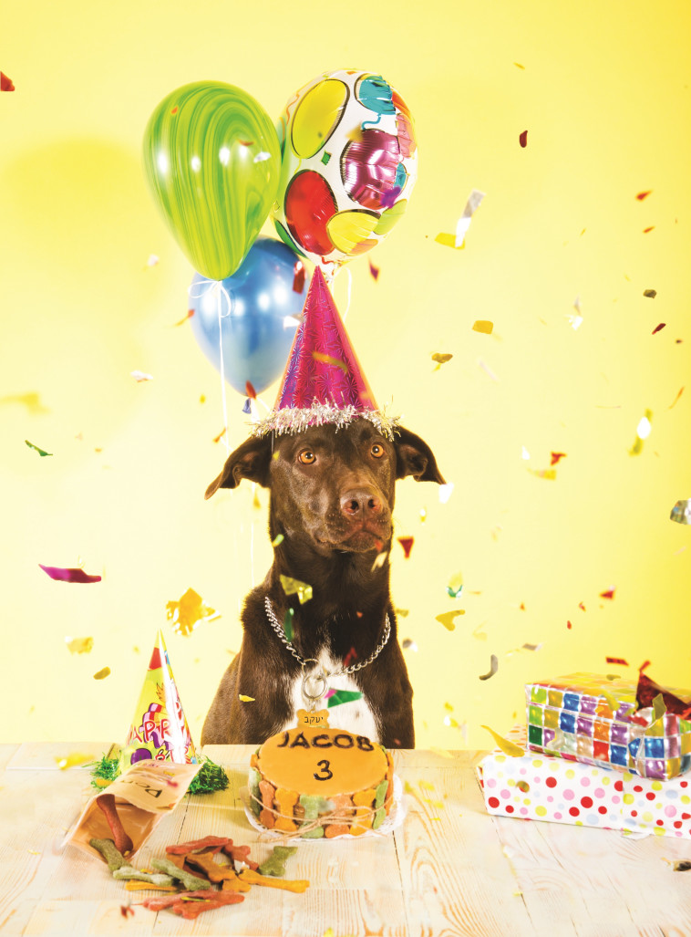 טעימה לכלבים, לא לאנשים. מסיבת יום הולדת, צילום: Jacob Dog Photography