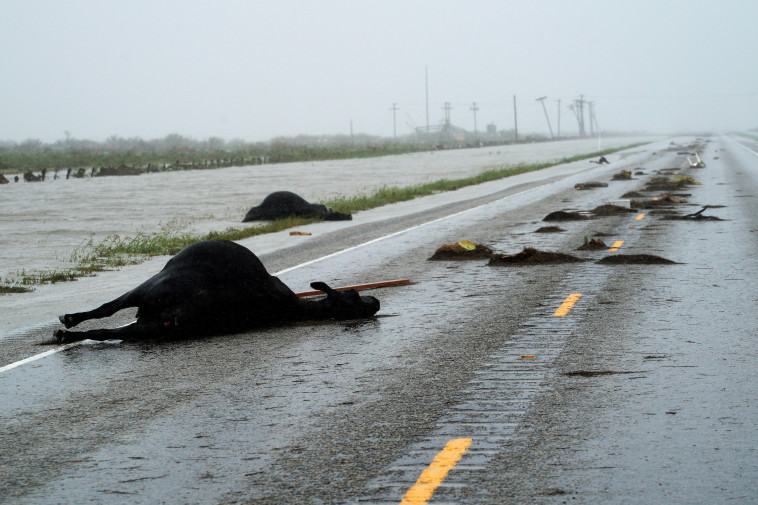  פרות מתו כתוצאה מההוריקן, טקסס. צילום: רויטרס