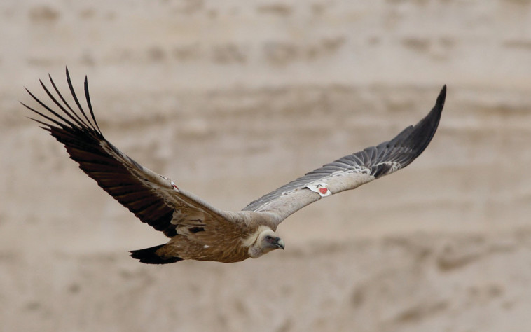 נשר. צילום: מידד גורן, החברה להגנת הטבע