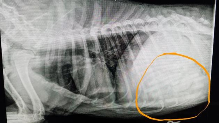 צילום הרנטגן של בטנה של דובי. צילום מסך