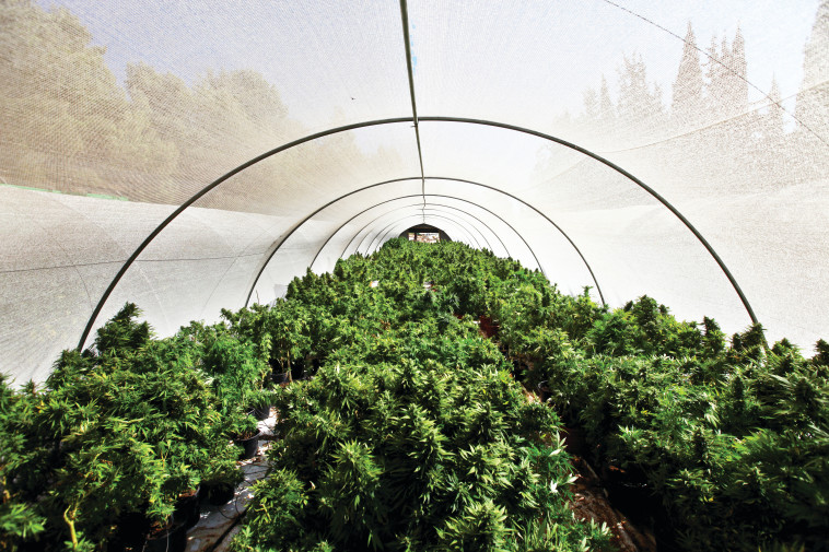 קנאביס אילוסטרציה