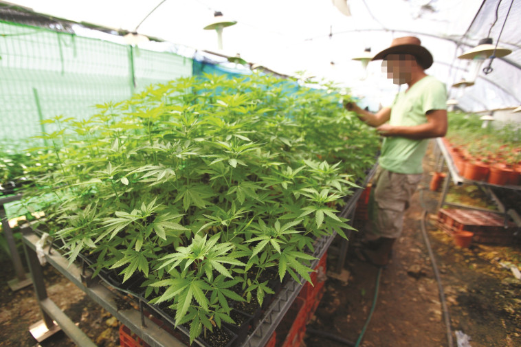 Cultivos de cannabis (fotografiado no tiene nada que ver con el artículo) (Foto: Abir Sultan, Flash 90)