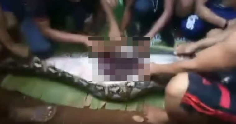 גופתה של האישה מחולצת מבטן הנחש. צילום מסך