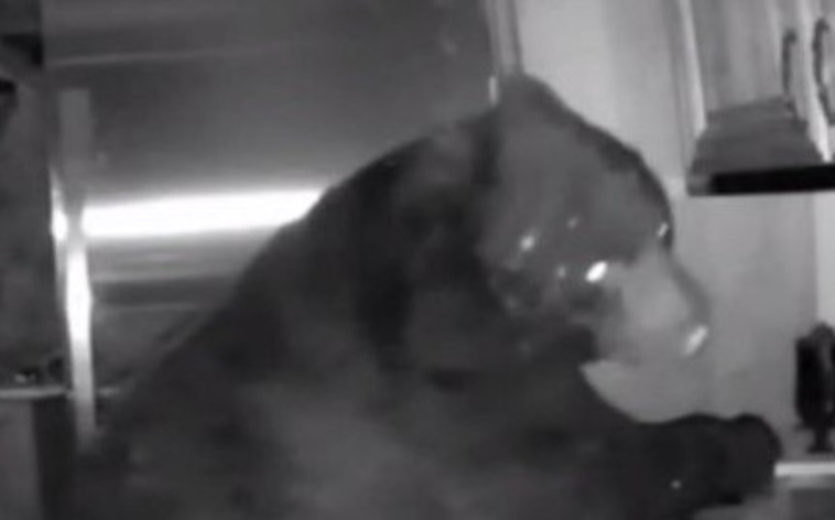 הדוב נתפס באקט. צילום דרך מצלמות אבטחה