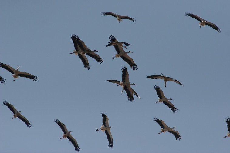 החסידות מגיעות לדרום הארץ. צילום: יהונתן מירב, החברה להגנת הטבע