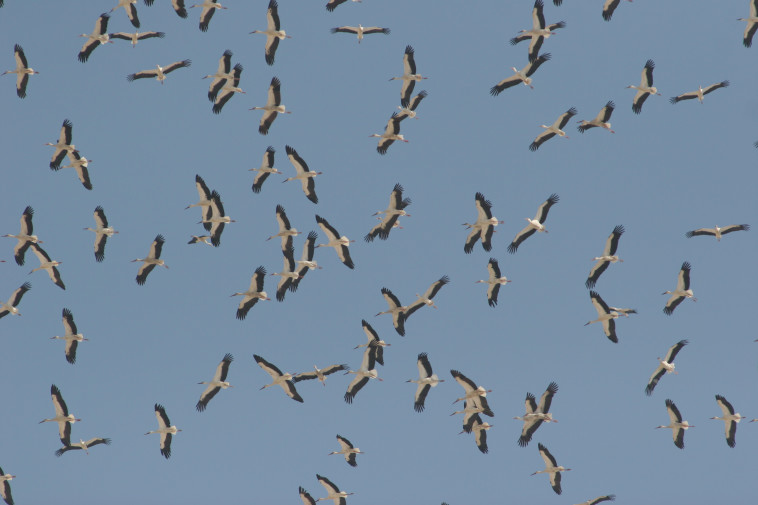 החסידות מגיעות לדרום הארץ. צילום: יהונתן מירב, החברה להגנת הטבע