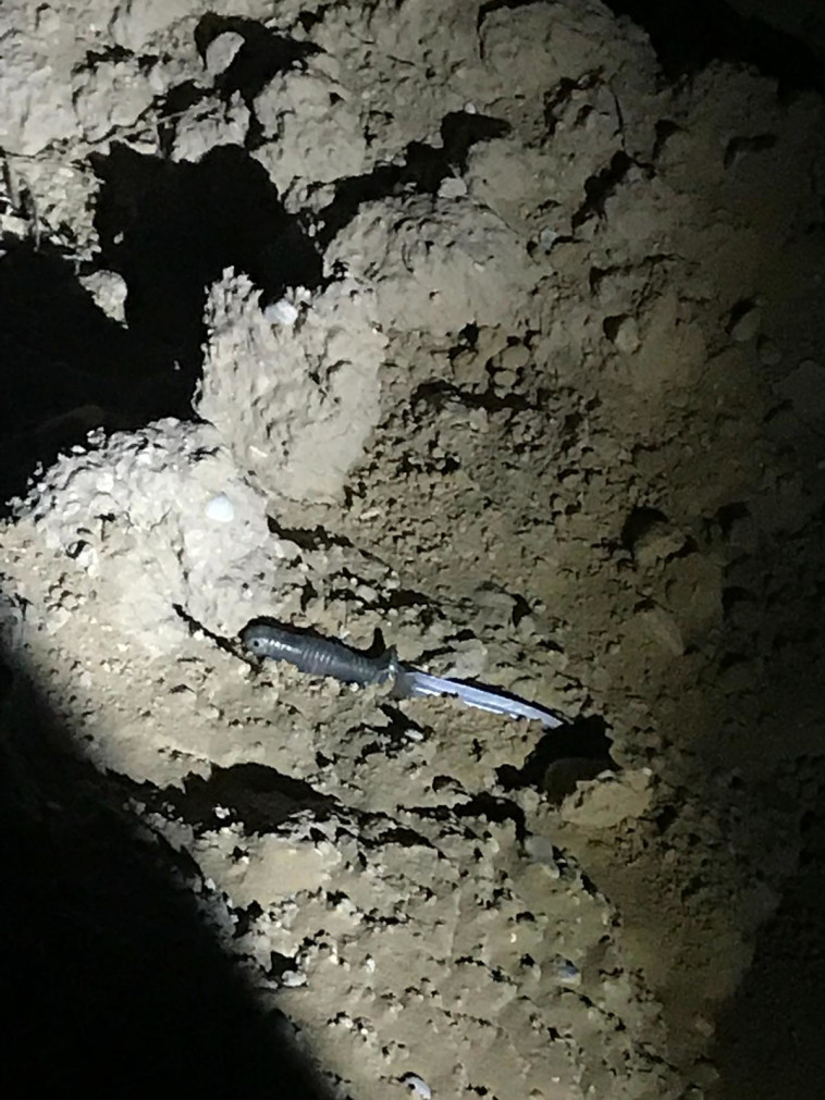 סכין שנמצאה לאחר חדירת מחבלים בגבול עזה (צילום: דובר צה''ל)
