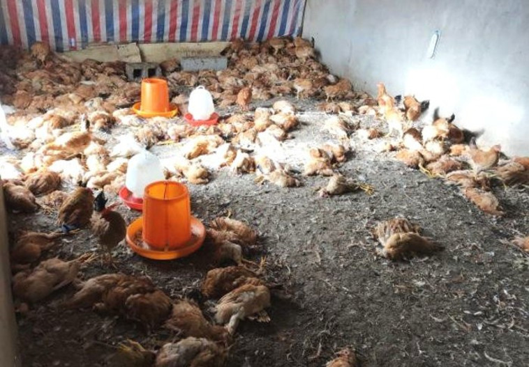 חיסל מאות תרנגולות בלילה אחד. צילום מסך: כלי התקשורת בסין