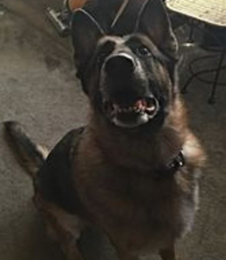 הריחה את הגז והעירה את המשפחה. גרטה הכלבה