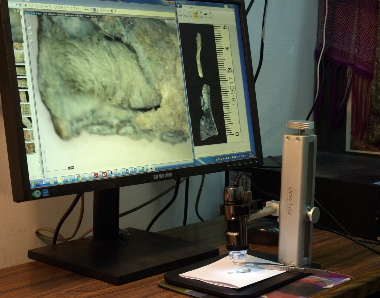 פתילת הפשתן שנמצאה בשבטה. צילום: קלרה עמית, רשות העתיקות