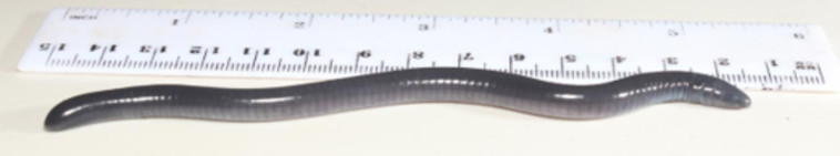 הייצור שנקרא ע"ש טראמפ. צילום: envirobuild