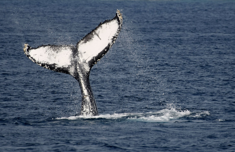 לווייתן (צילום: רויטרס)