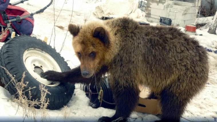הדוב של גריגוריייב. צילום מסך