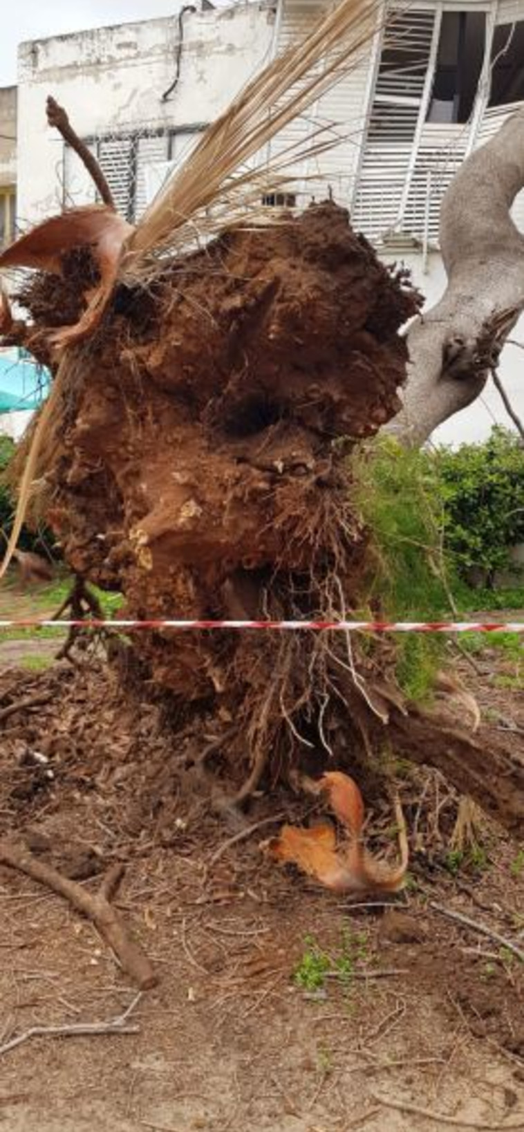 העץ שקרס בגבעתיים. צילום: עיריית גבעתיים