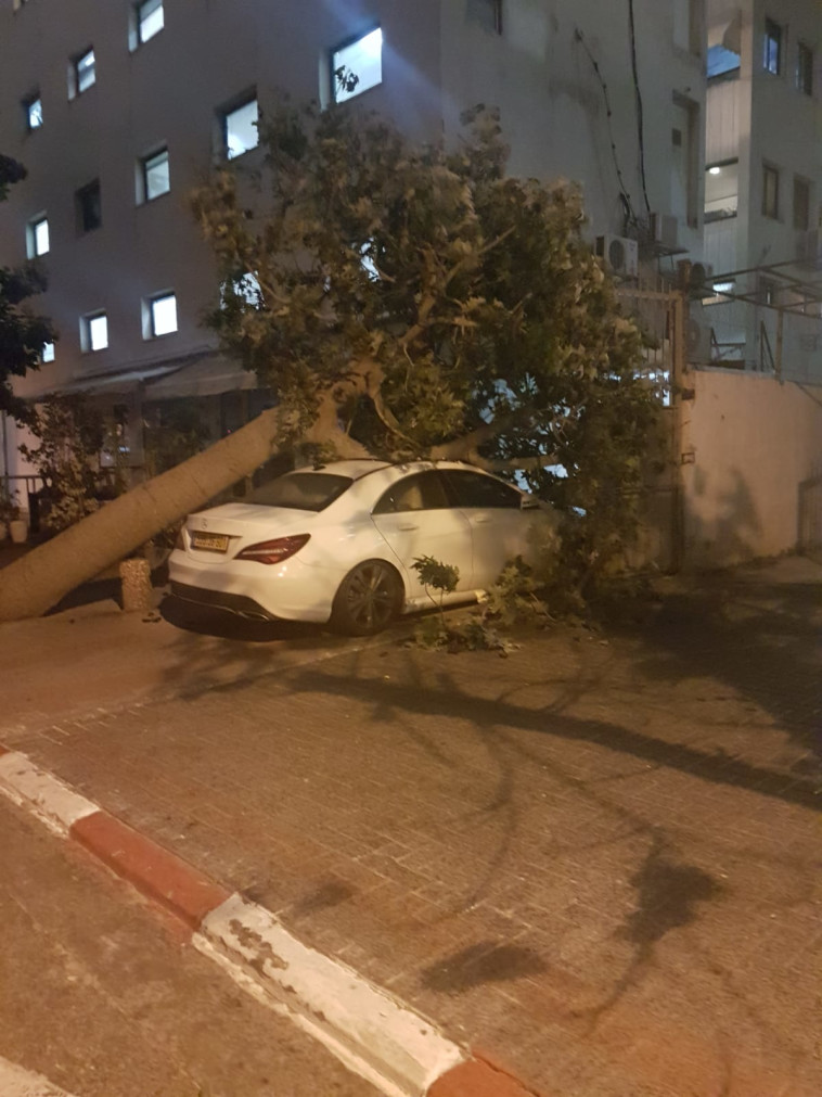 עץ קרס על רכב ברחוב הנצי&quot;ב. צילום: יוסי יוסף