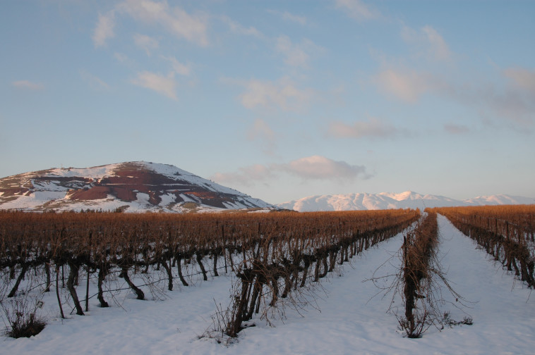 כרמי יקב רמת הגולן בשלג