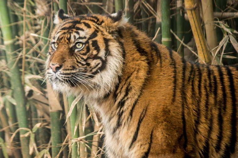 צ'ין צ'ין אמס. צילום: ים סיטון
