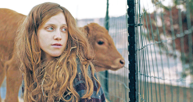 &quot;פרה אדומה&quot;. צלם : באדיבות בועז יהונתן יעקב 