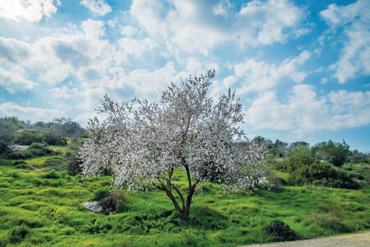 השקדיה פורחת. קרדיט: מנו גרינשפן