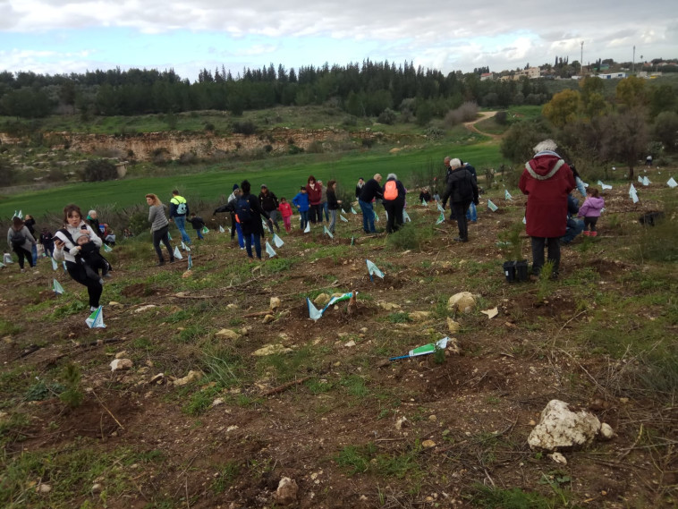 נטיעות ט&quot;ו בשבט. צילום: יערני ועובדי קק&quot;ל