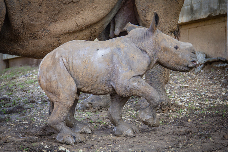 צילום: שגיא טבצ'ניק