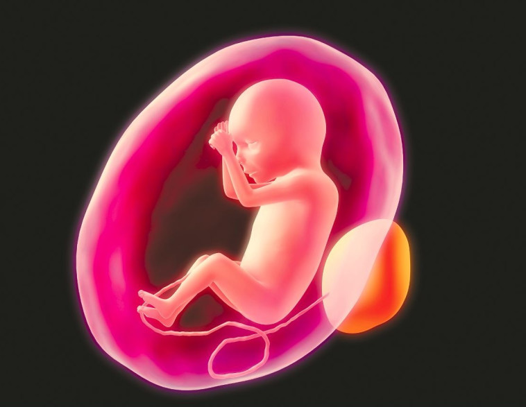 עובר ברחם. צילום: אינגאימג'