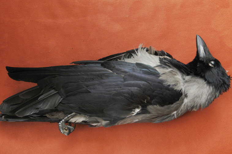 עבודה של יהודית שרייבר. צילום: יח&quot;צ