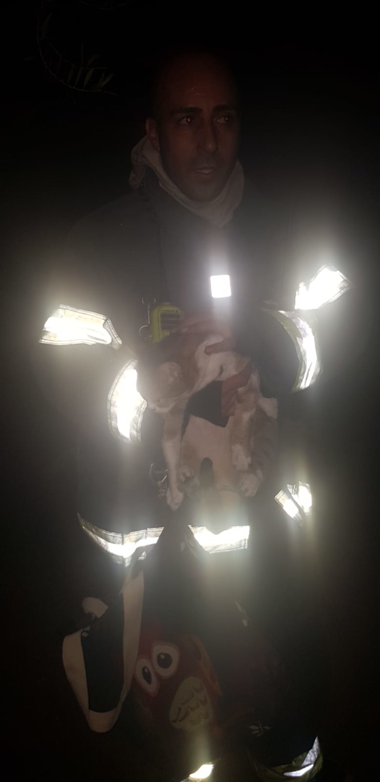 החתול שחולץ מהשריפה. צילום: דוברות כיבוי והצלה