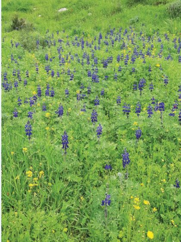 תורמוסים במטה יהודה. צילום: עומר הרפז