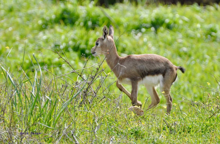 במבי בירושלים. צילום: חיים זזק