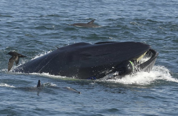 Barcroft Animals /שימף בתוך הפה של הלוויתן. צילום: יוטיוב