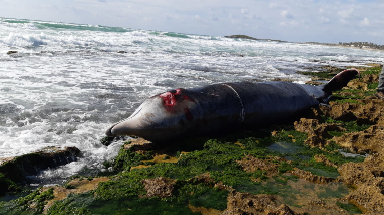 צילום: רותם שדה, רשות הטבע והגנים 