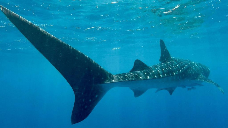 כריש לוויתן. צילום: עמרי אילת