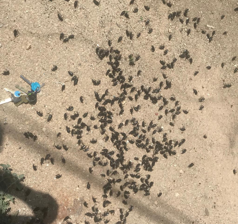 מתקפת החיפושיות. צילום: ד&quot;ר אורי שלום המשרד להגנת הסביבה 