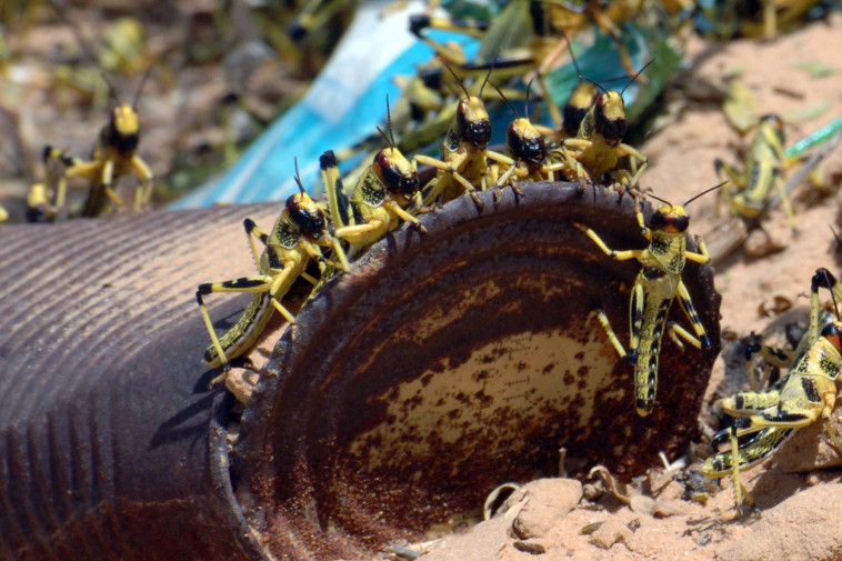 ארבה בנגב בשנת 2013