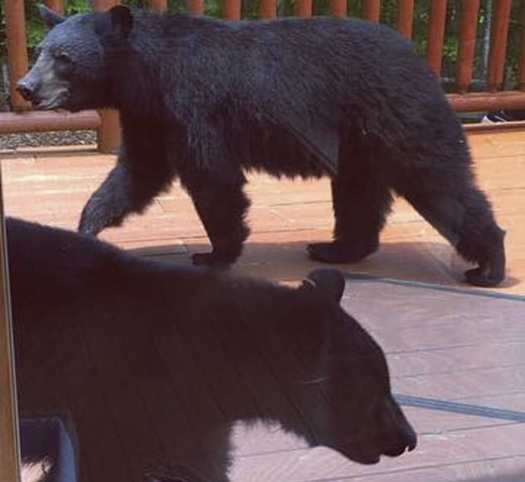 זהו, סיימתם להתרחץ? שניים מהדובים נחים במרפסת. צילום: אליזבת סטריקלנד 