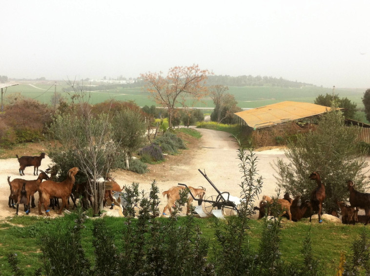 הכניסה למחלבה