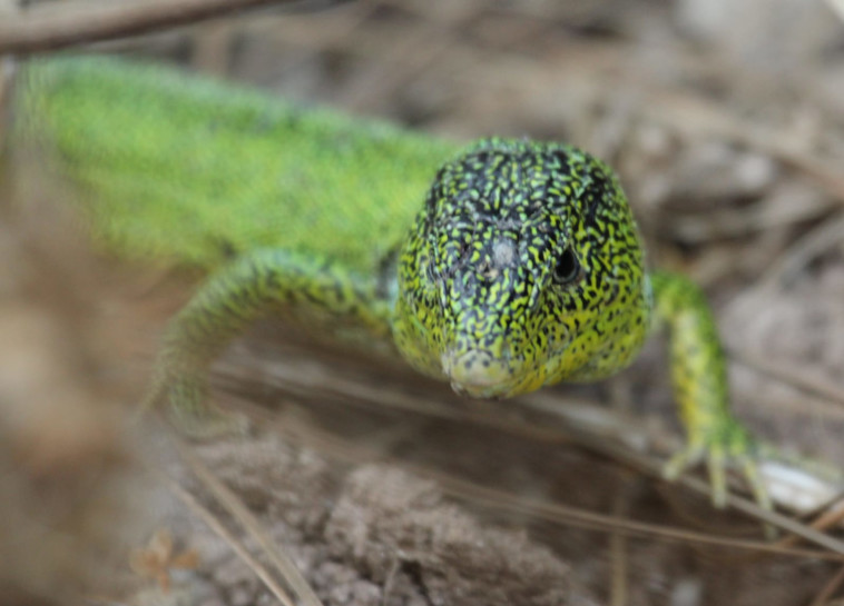 צילום: ניר נדיבי, רשות הטבע והגנים 