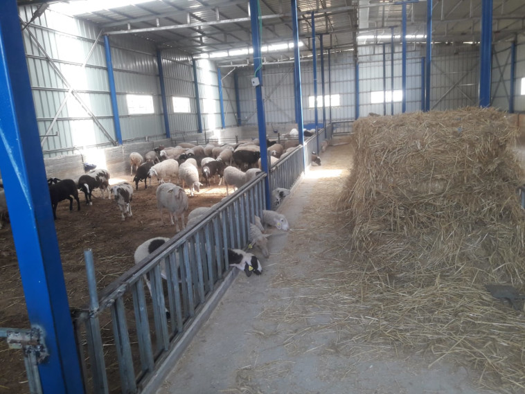 דיר הכבשים בו נמצאו ספרי התורה. קרדיט: דוברות המשטרה