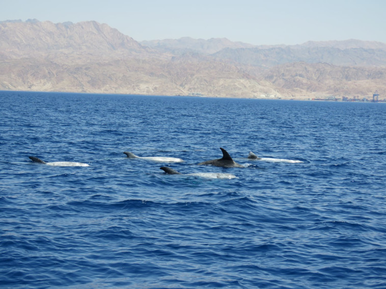 צילום: ערן גיסיס, רשות הטבע והגנים